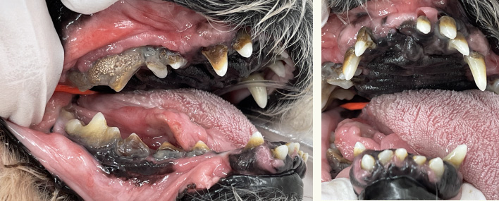 犬の歯周病