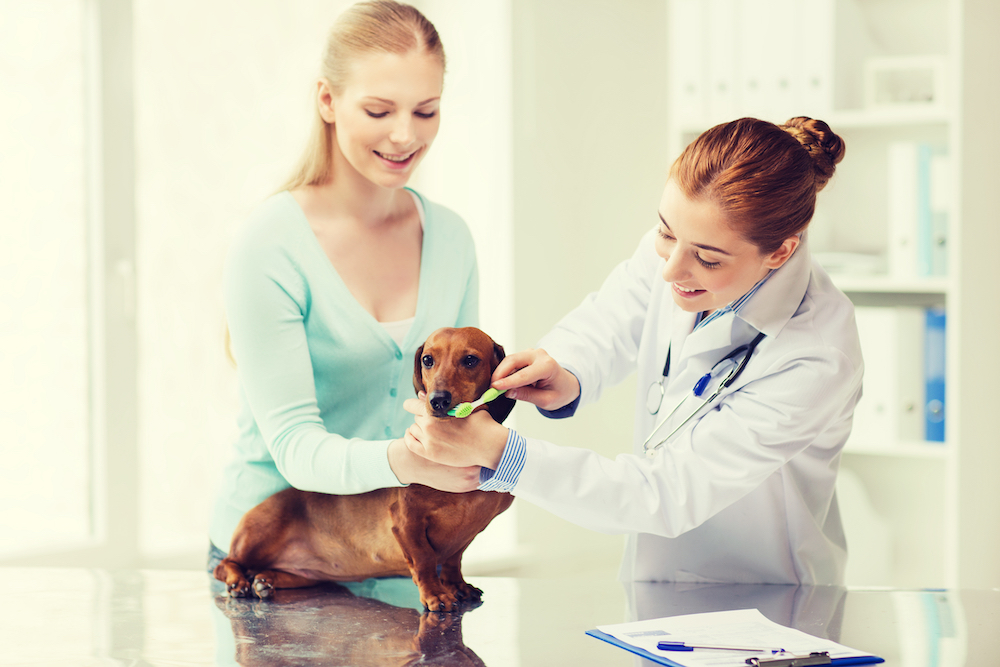 犬の歯磨き方法