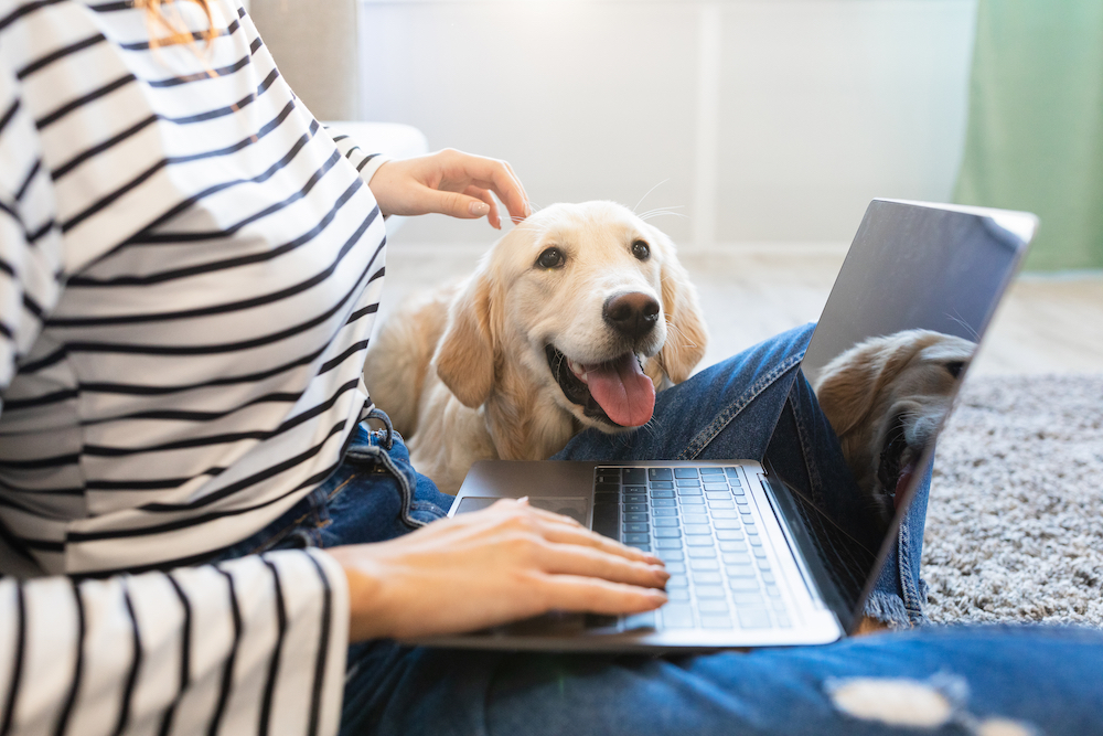 犬の飼育費用