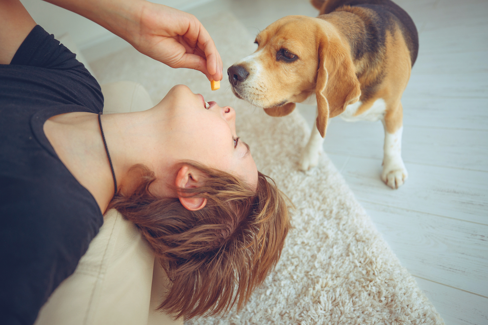 犬と少年