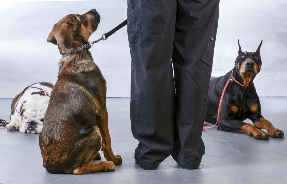 犬のしつけトレーニング