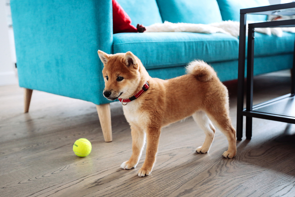 ボールで遊ぶ柴犬