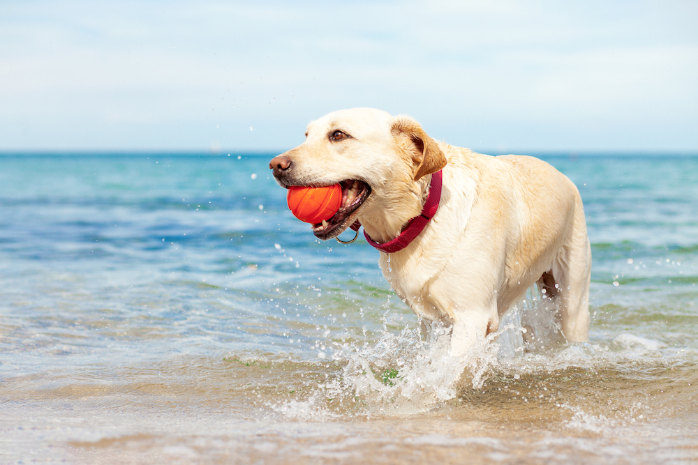 ビーチでボール遊びする犬