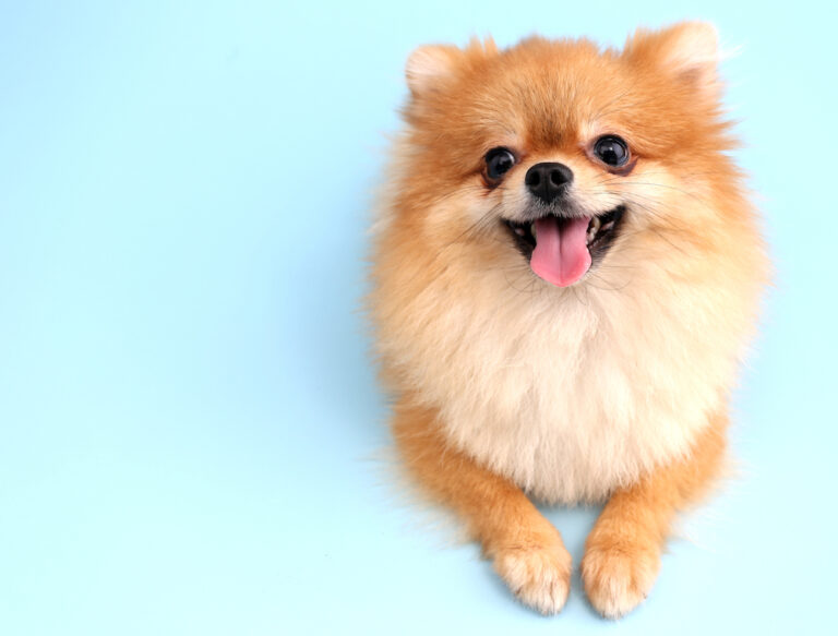 ポメラニアン (Pom): 犬種の特徴と飼い方