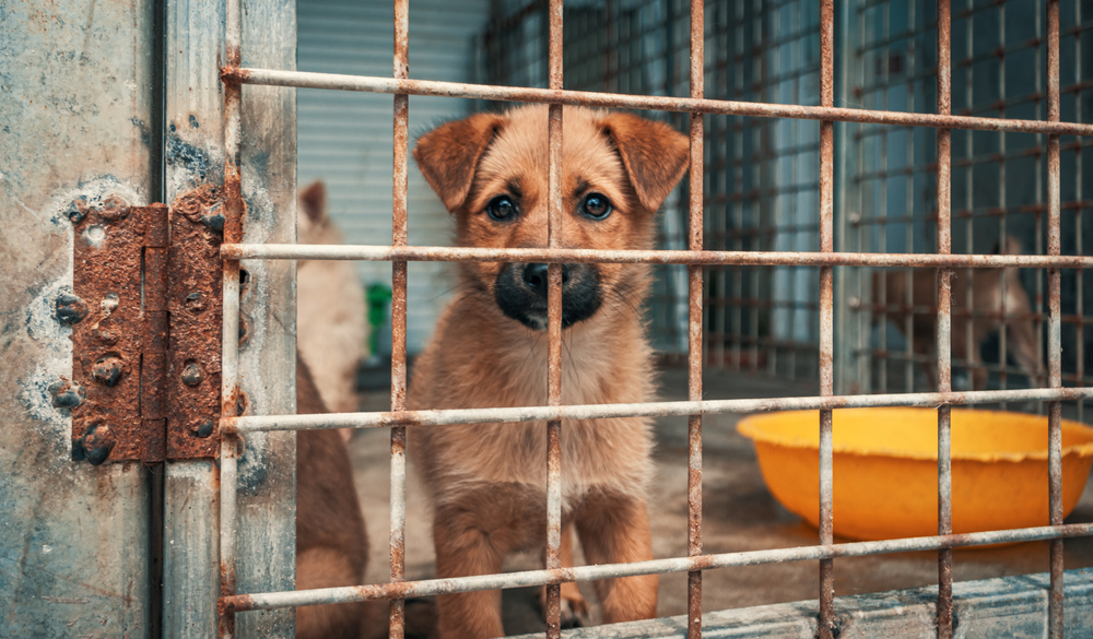 飼育放棄された犬