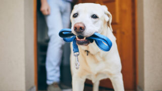 犬の散歩