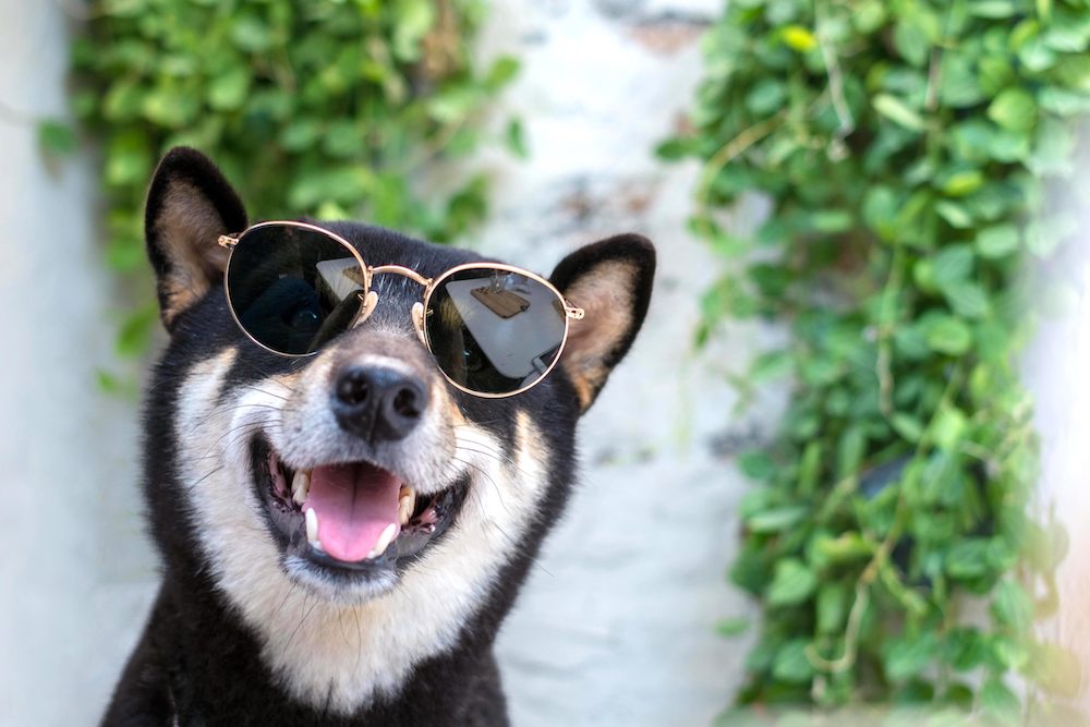 サングラスをかけた柴犬