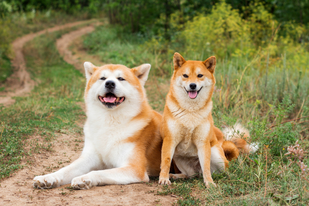 柴犬と秋田犬