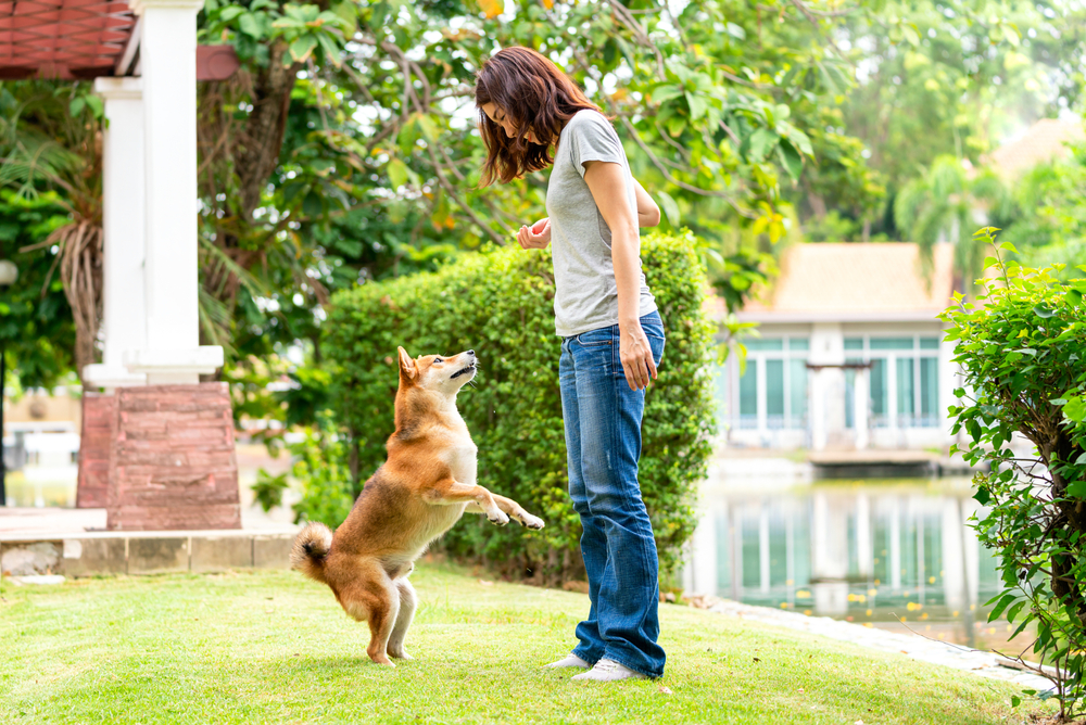 庭で飼い主と遊ぶ柴犬