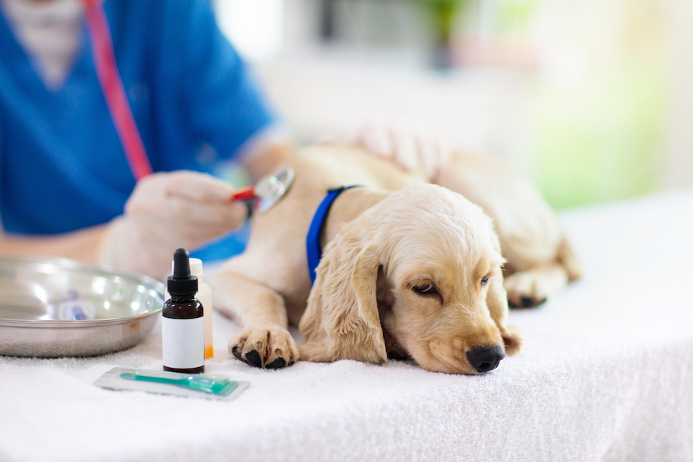 病気で体調が悪い犬