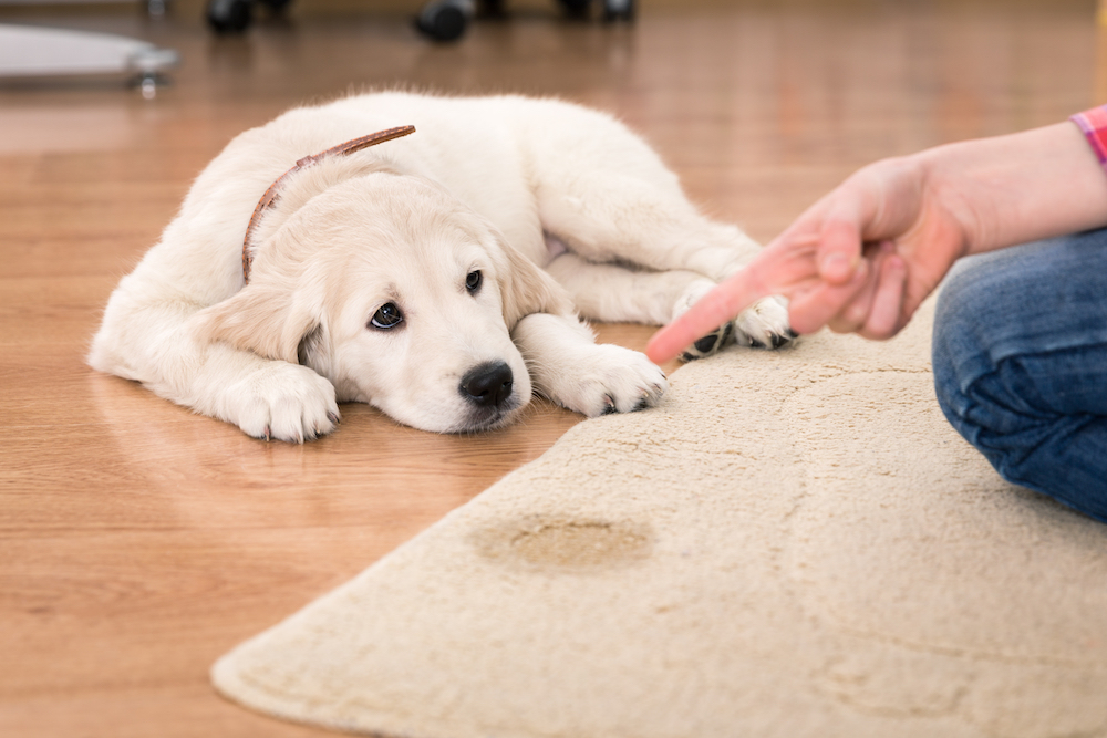 子犬のゴールデンレトリバーのトイレのしつけ