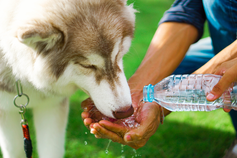 暑さに水を飲むシベリアンハスキー 