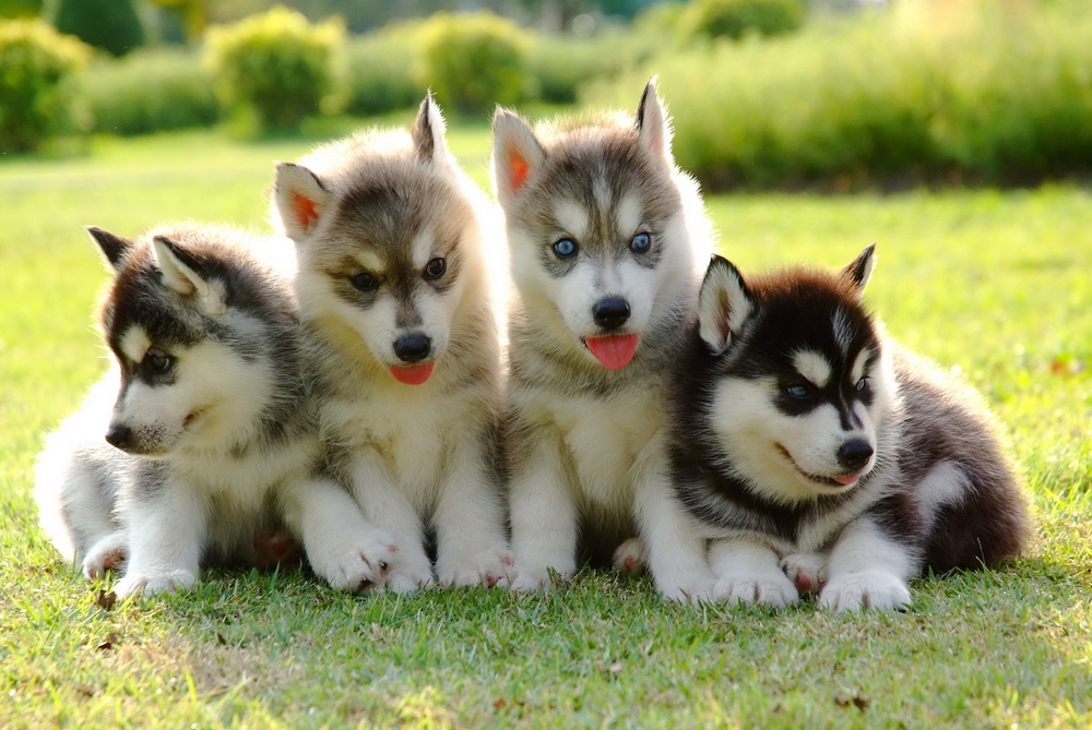 シベリアンハスキーの子犬