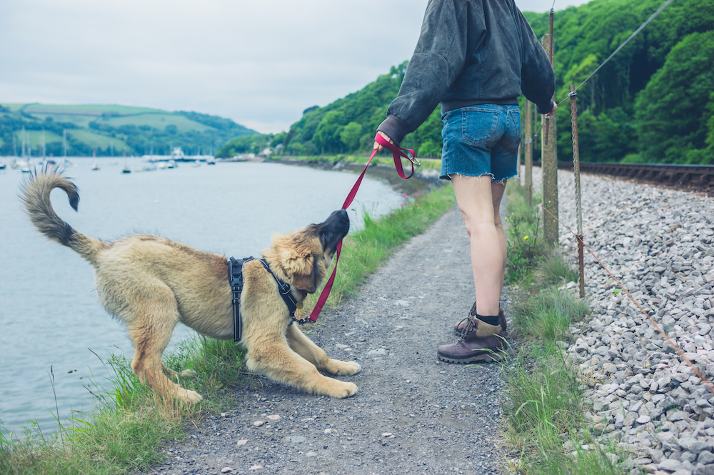 犬が散歩中に歩かない時はどうする？理由を正しく知ろう みちくんのわんわん犬究所