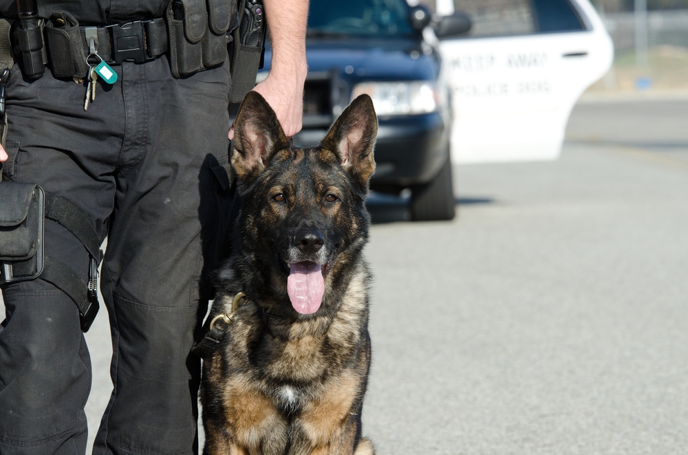 警察犬のシェパード