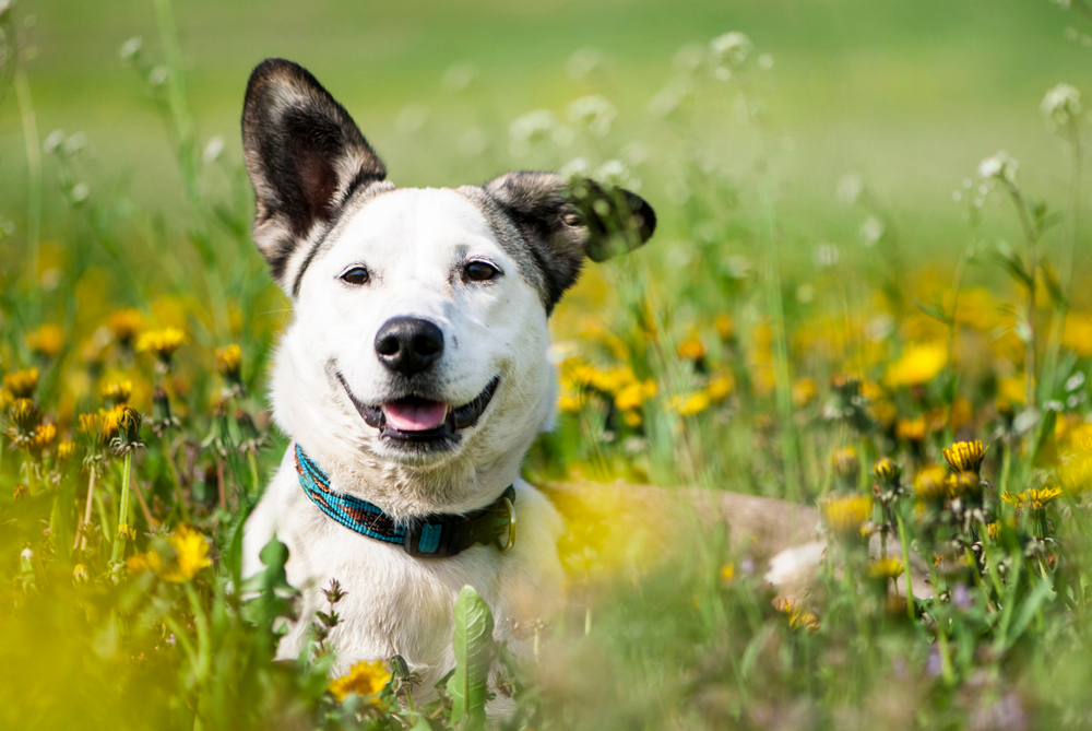 かわいいミックス犬